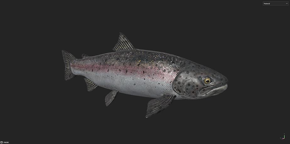 1927164474_steelheadtrout_wip_2(1).png.c547301058df4dd82205c709549ee908.jpg