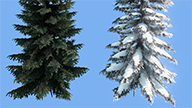 1_1_winter_picea (1).png