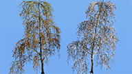 1_3_winter_birch (1).png