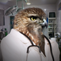 Dr. Hawk