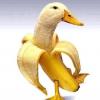 Banana_Duck