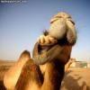 J_Camel (DayZ)
