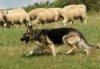 Sheepdog (DayZ)