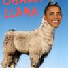 Obama Bin Llama