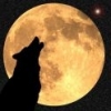 Wolf day as night