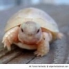 Albino_Turtle