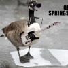 Goose Springsteen