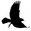 Blackbird (DayZ)